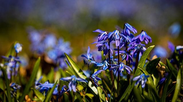 Scilla-Blüte in Hannover Scilla-Blüte in Hannover