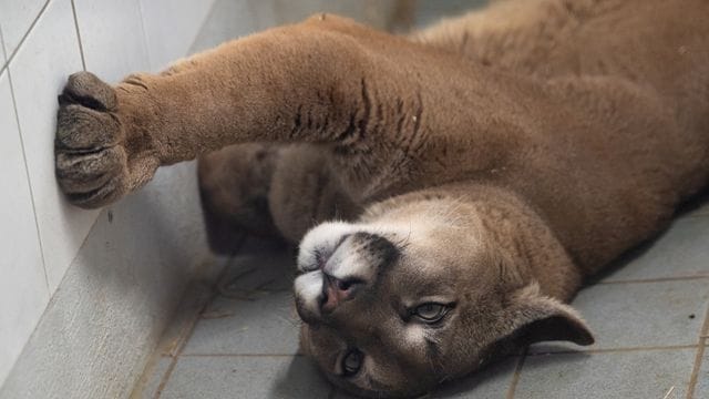 Ein Puma liegt im Exotenhaus der Auffangstation für Reptilien München e. Ein Puma liegt im Exotenhaus der Auffangstation für Reptilien München e.