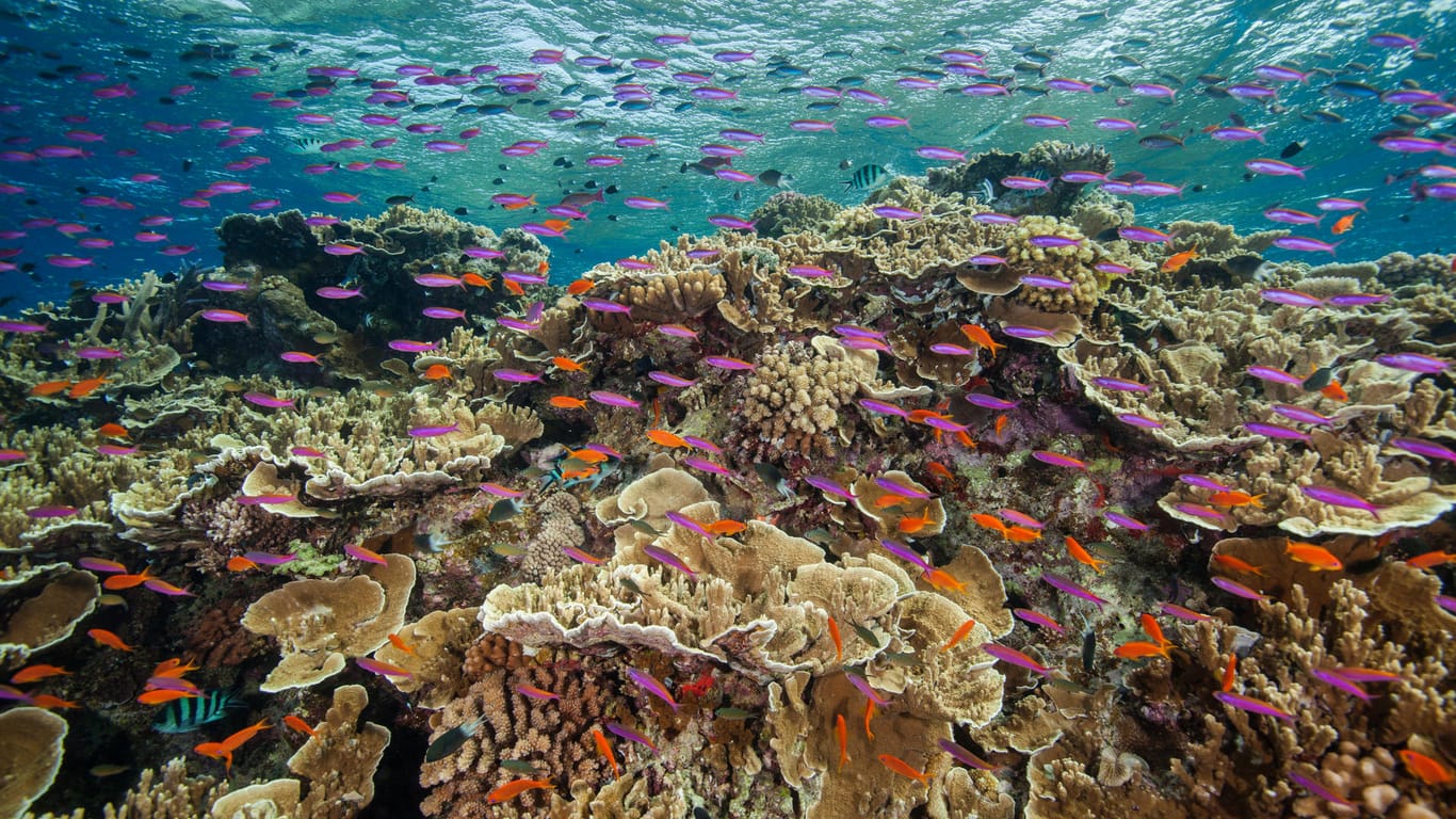 Great Barrier Reef: Luftaufnahmen zeigen eine weit verbreitete Bleiche entlang des rund 2.300 Kilometer langen Naturwunders.