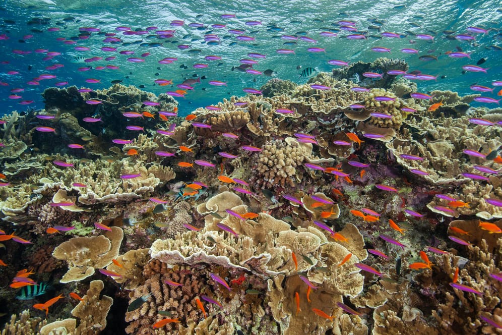 Great Barrier Reef: Luftaufnahmen zeigen eine weit verbreitete Bleiche entlang des rund 2.300 Kilometer langen Naturwunders.