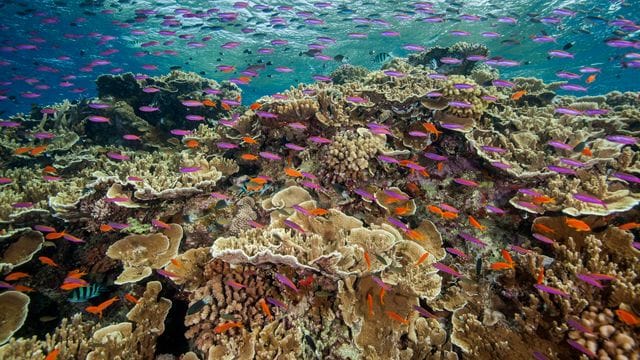 Die Temperaturen rund um das Great Barrier Reef liegen Wissenschaftlern zufolge deutlich über dem März-Durchschnitt. Die Temperaturen rund um das Great Barrier Reef liegen Wissenschaftlern zufolge deutlich über dem März-Durchschnitt.