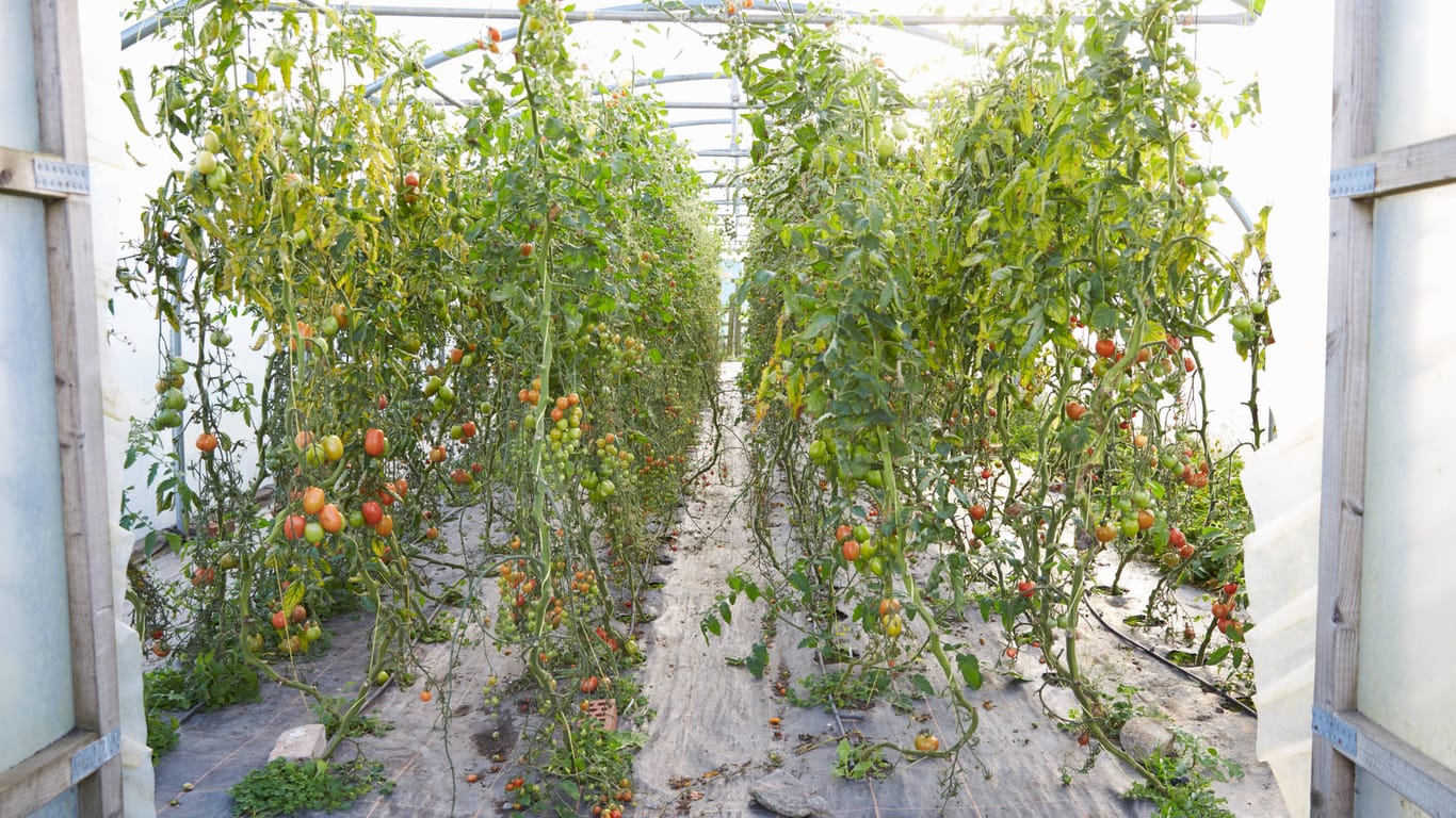 Tomatenpflanze: Ein beheiztes Gewächshaus ist der ideale Standort für eine Überwinterung.