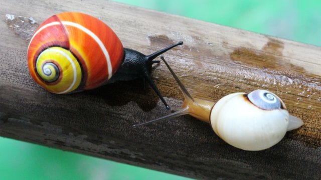 Kubanische Landschnecke