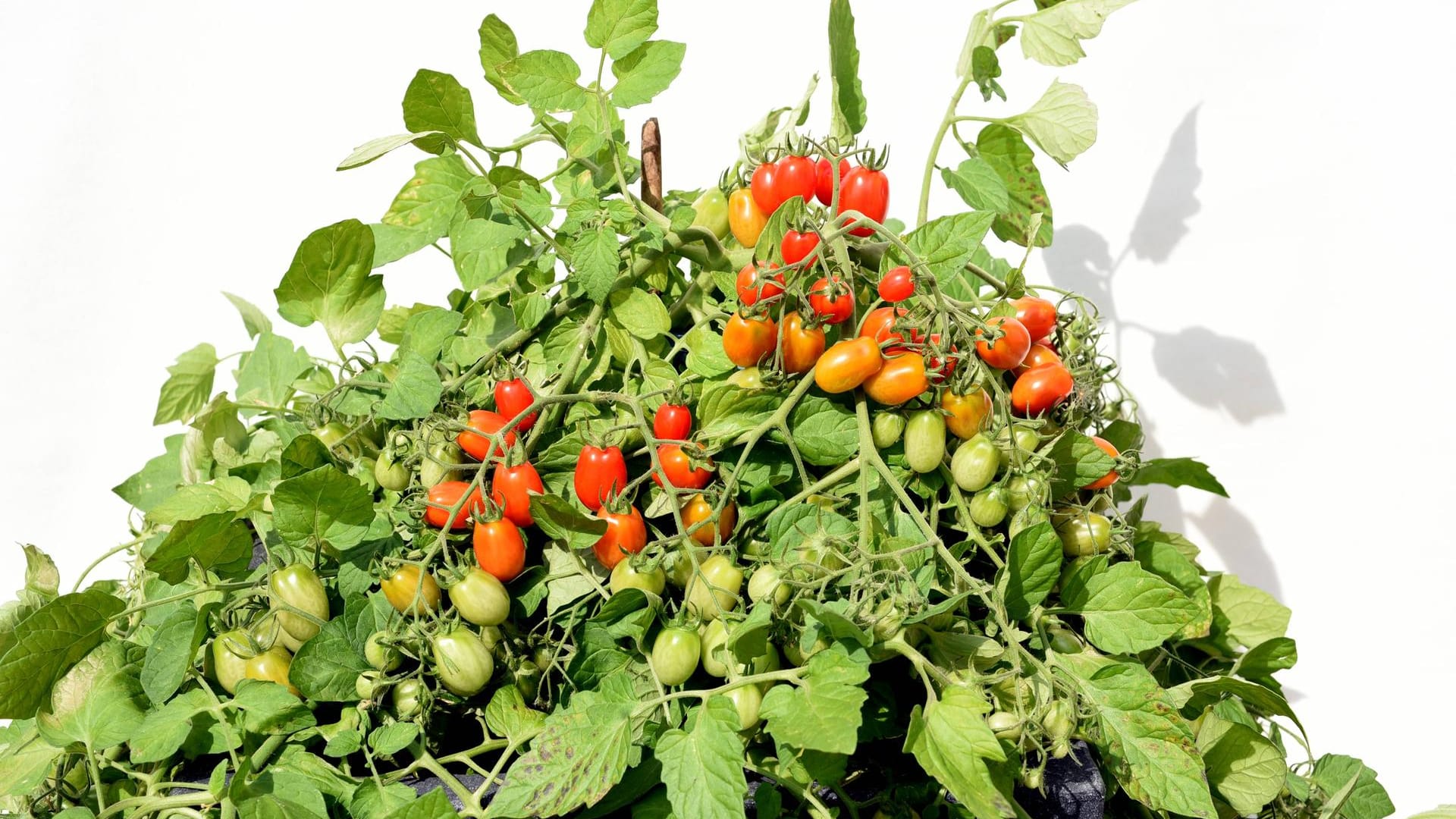 Pflanzenpflege: Bei der verzweigten Buschtomate gelingt das Überwintern eher als bei anderen Sorten.