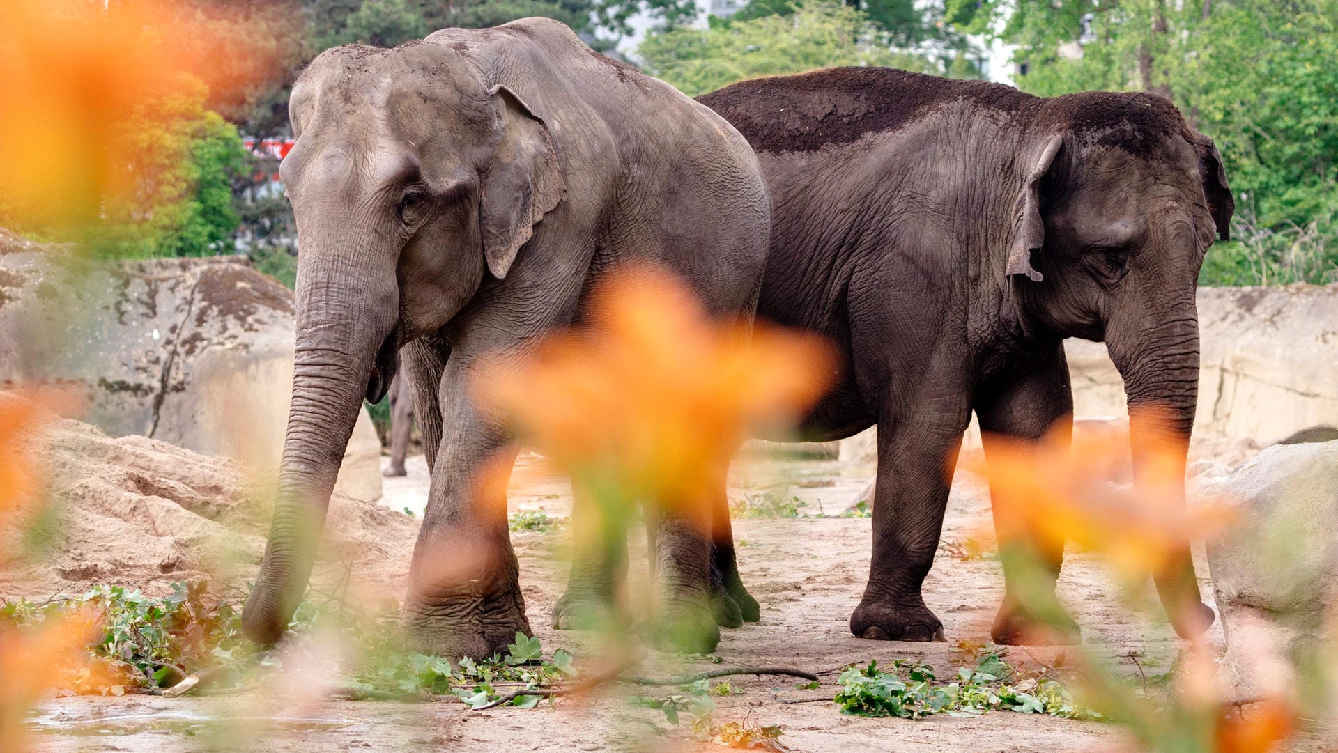 Elefanten im Kölner Zoo (Archivbild): Die Verletzungen von "Maejaruad" waren so schwer, dass die Elefantendame eingeschläfert werden musste.