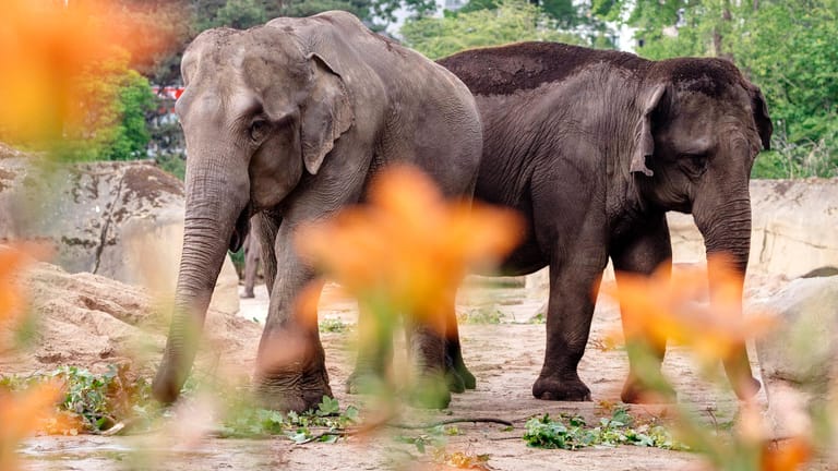 Elefanten im Kölner Zoo (Archivbild): Die Verletzungen von "Maejaruad" waren so schwer, dass die Elefantendame eingeschläfert werden musste.