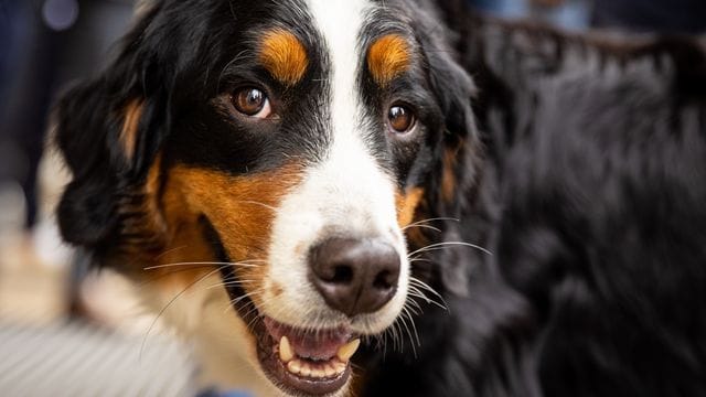 Ein Berner Sennenhund läuft über eine Straße. (Symbolbild): Trotz ihres sanftmütigen Auftretens haben die Hunde wesentlich mehr Kraft als viele erwarten. Ein Berner Sennenhund läuft über eine Straße. (Symbolbild): Trotz ihres sanftmütigen Auftretens haben die Hunde wesentlich mehr Kraft als viele erwarten.