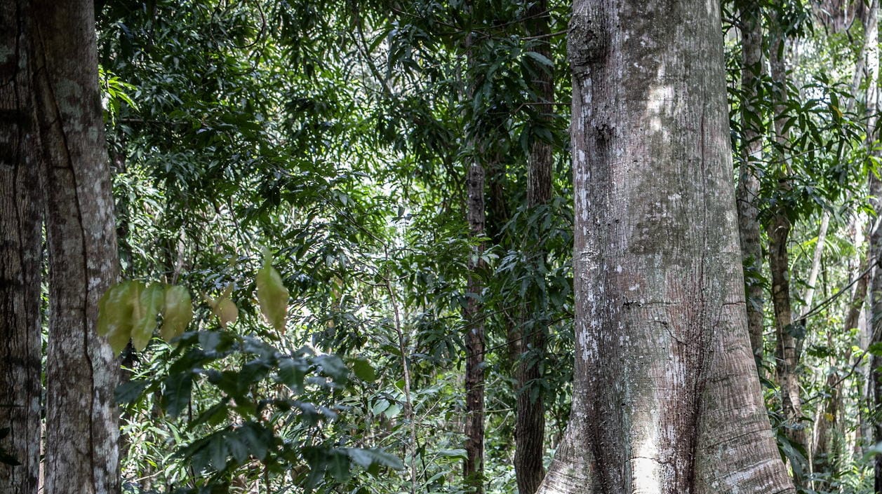 Wald in Brasilien: Zwei kleine Jungen überlebten in einem Gebiet wie diesem einen Monat lang. (Archivbild) Wald in Brasilien: Zwei kleine Jungen überlebten in einem Gebiet wie diesem einen Monat lang. (Archivbild)