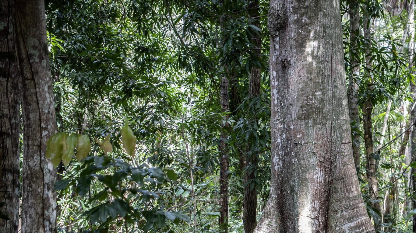 Wald in Brasilien: Zwei kleine Jungen überlebten in einem Gebiet wie diesem einen Monat lang. (Archivbild)