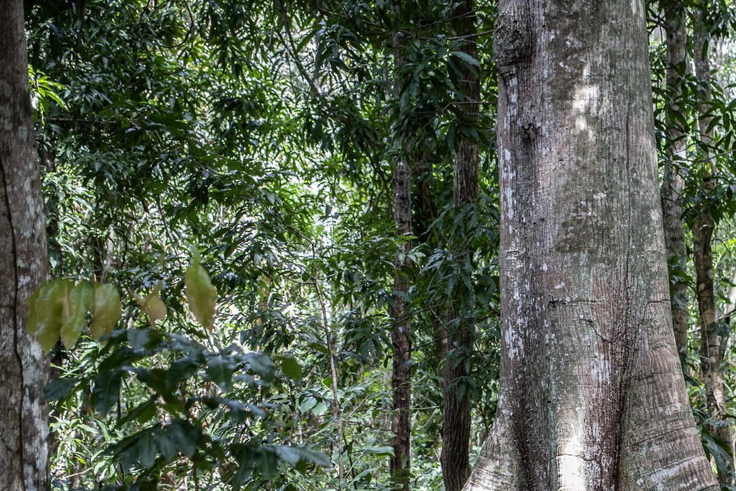 Wald in Brasilien: Zwei kleine Jungen überlebten in einem Gebiet wie diesem einen Monat lang. (Archivbild)