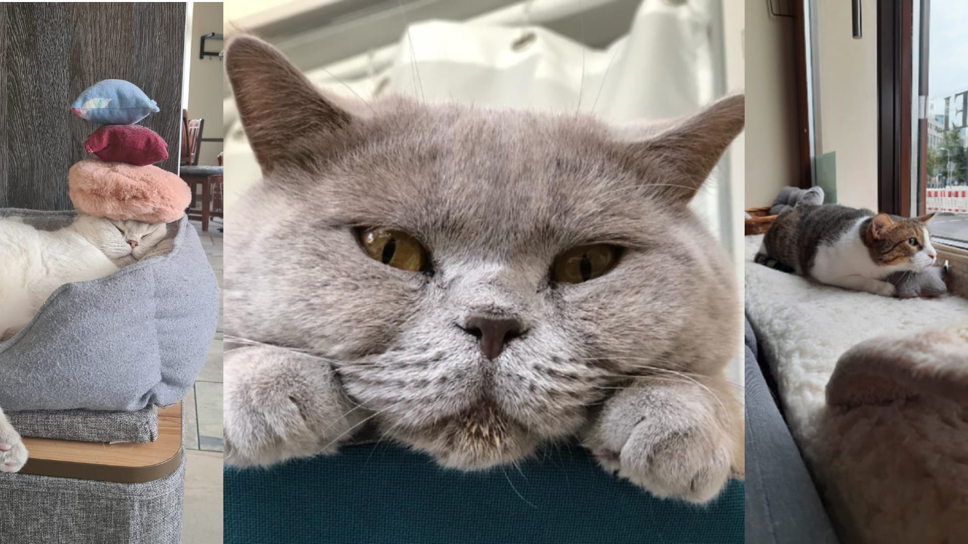 Drei der acht original Leipziger Katzentempel-Katzen: Bald bekommen sie neue Kollegen. Drei der acht original Leipziger Katzentempel-Katzen: Bald bekommen sie neue Kollegen.