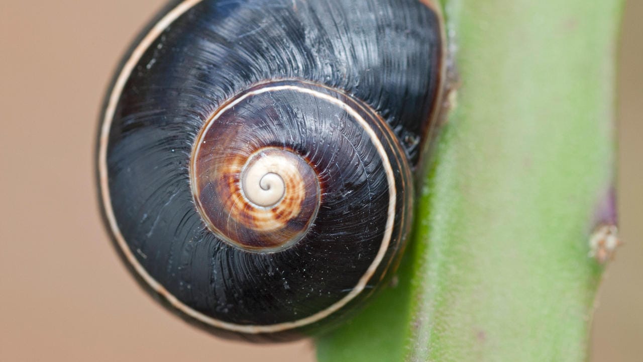 Ein schwarzes Exemplar der kubanischen Landschnecke: Obwohl Weichtiere viel zahlreicher sind als Säugetiere, ist deutlich weniger über sie bekannt.