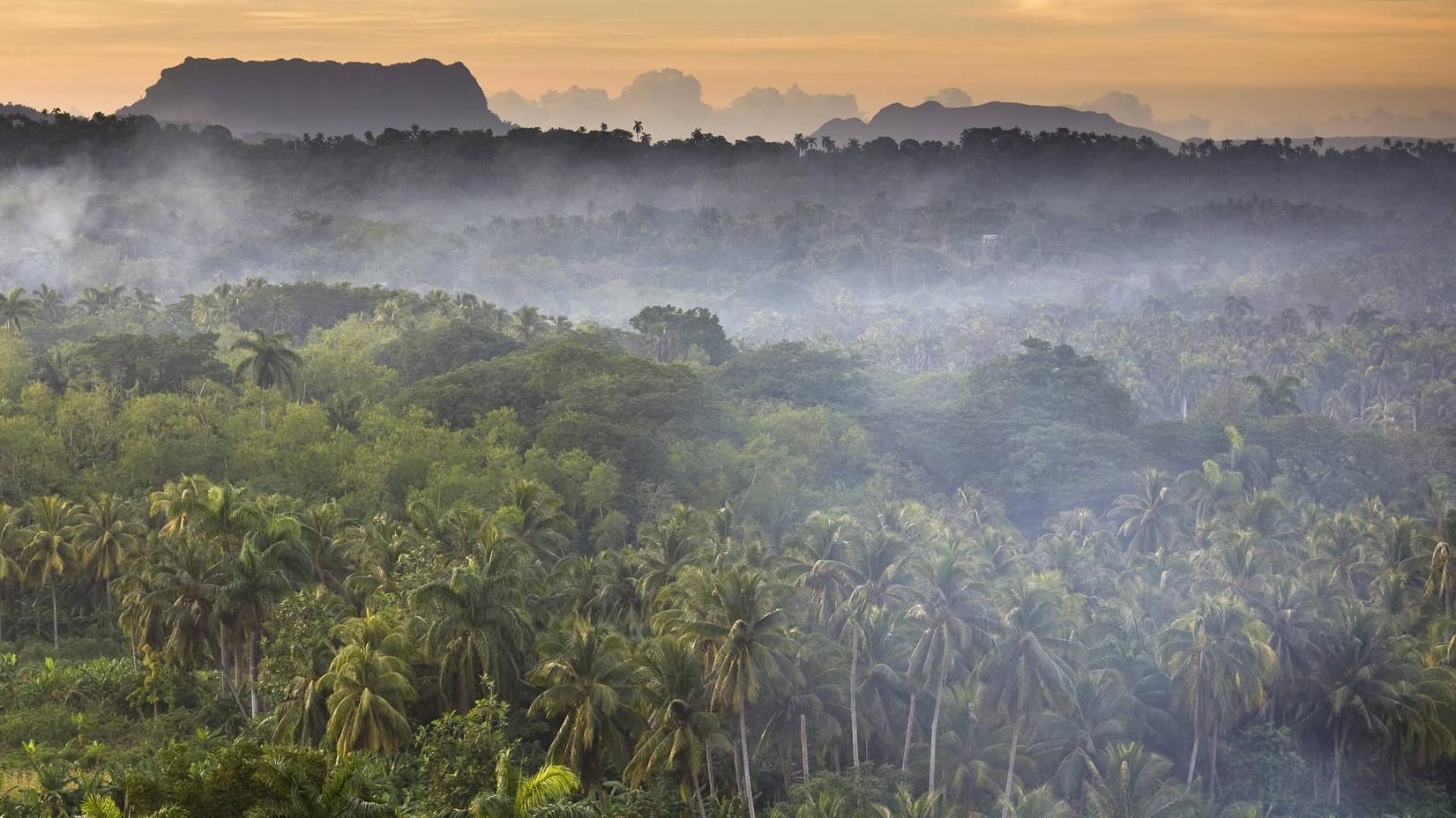 Abenddämmerung über dem El Yunque Nationalpark in Kuba: Die Schnecken besiedeln nur einen dünnen Streifen an der Küste des Landes. Sie ernähren sich von Baumrinden, Moos und Flechten.