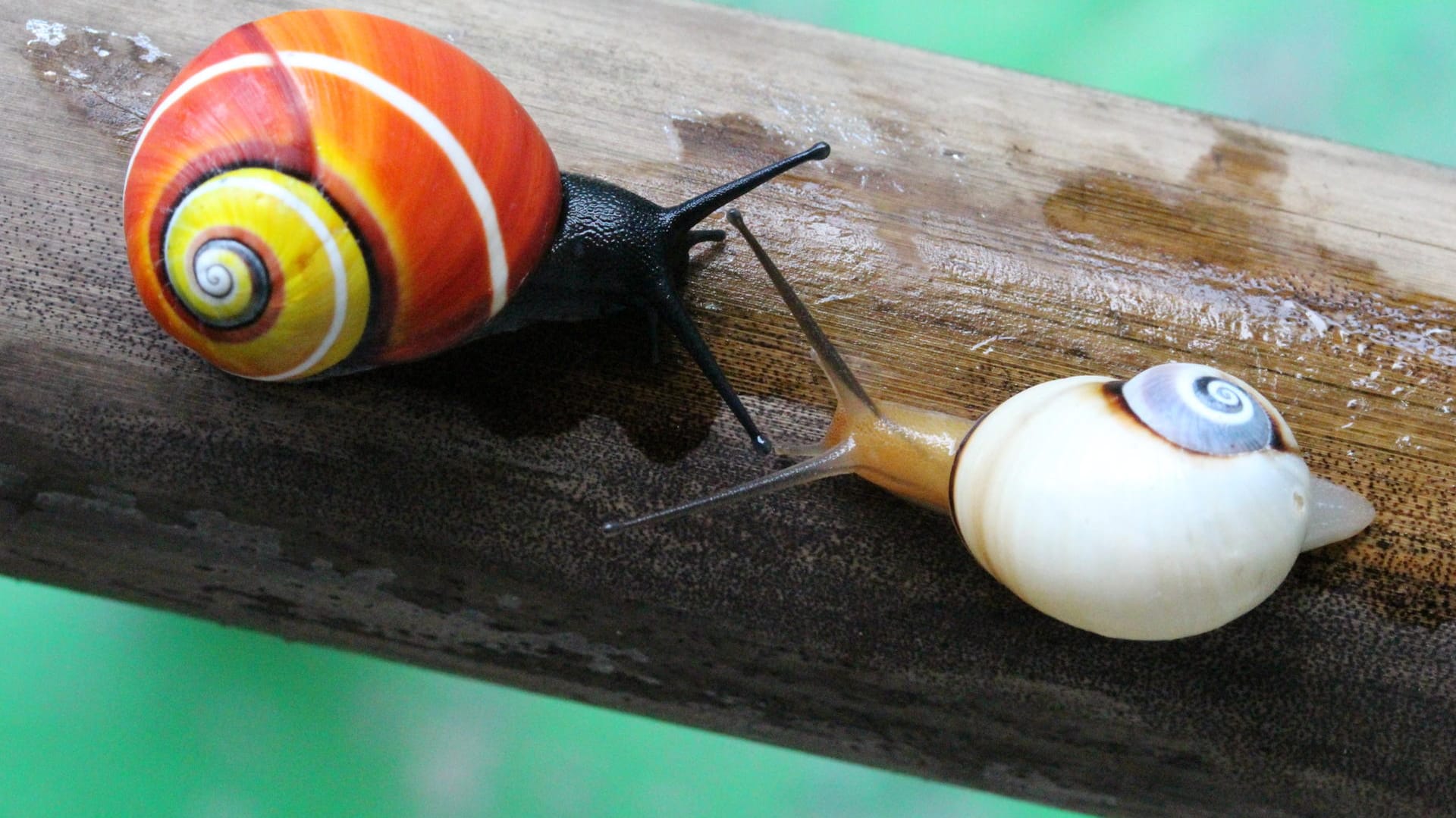 Zwei kubanische Landschnecken tasten sich vor: Die Art gilt als schönste Schnecke der Welt, ist allerdings akut vom Aussterben bedroht.