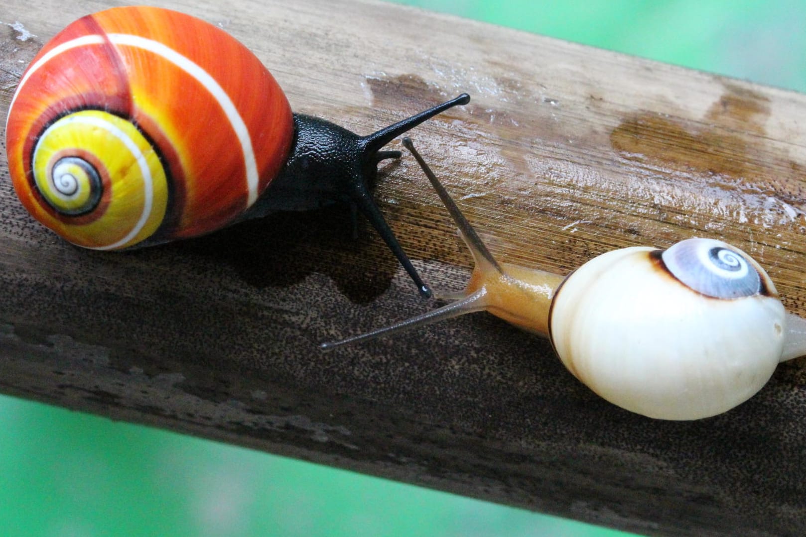 Zwei kubanische Landschnecken tasten sich vor: Die Art gilt als schönste Schnecke der Welt, ist allerdings akut vom Aussterben bedroht.