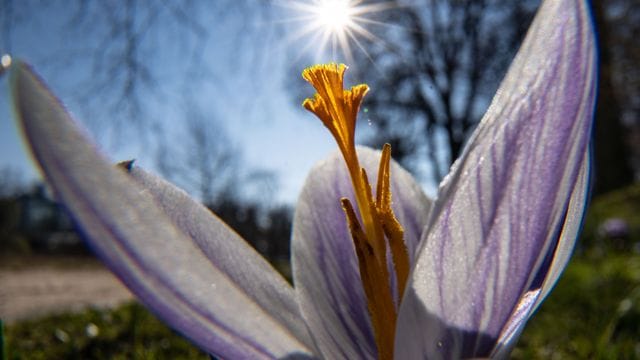 Krokus