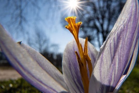 Krokus