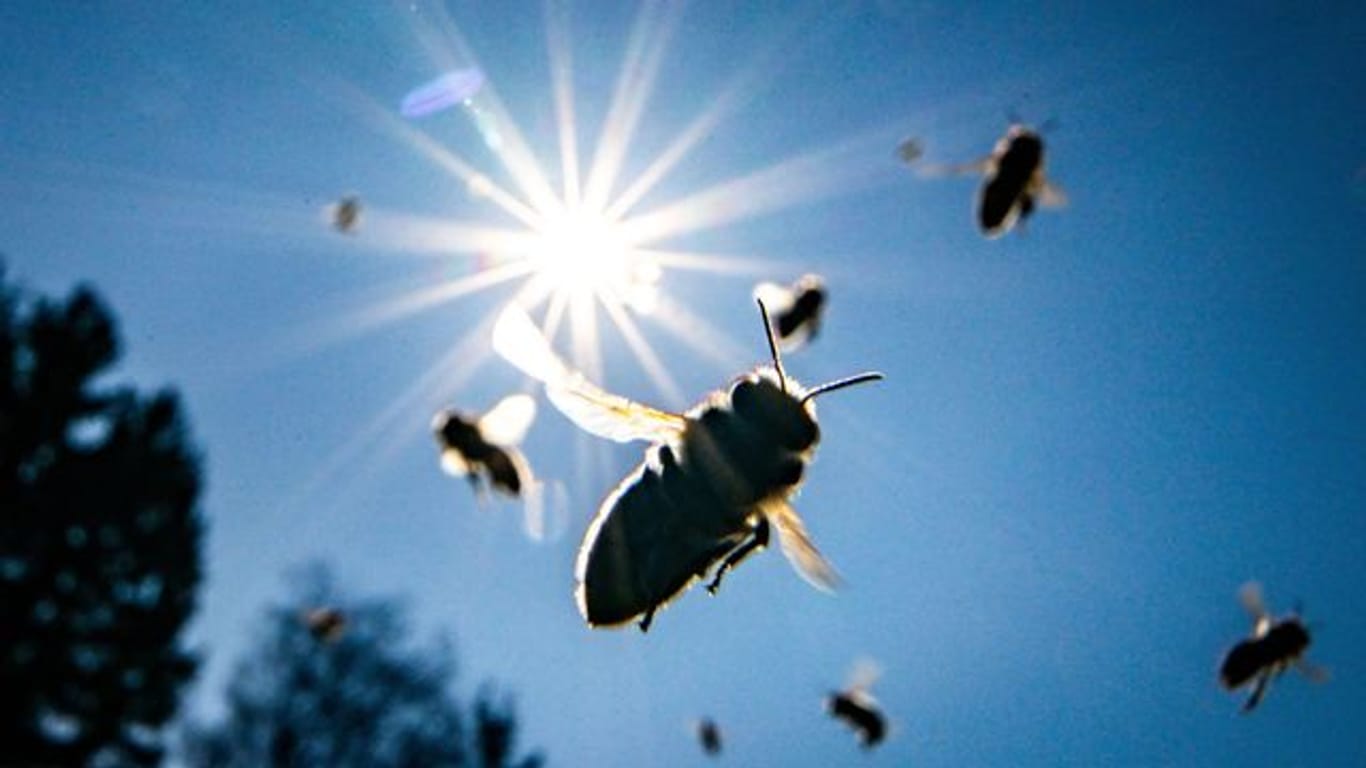 Mini-Wiesen helfen den Insekten.