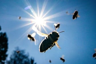 Mini-Wiesen helfen den Insekten.