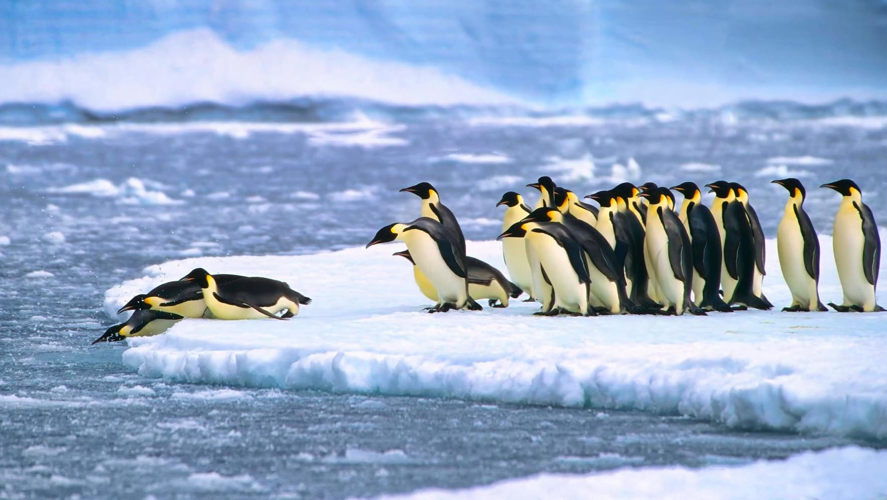 Kaiserpinguine in der Nähe der deutschen Neumayer-Antarktisstation (Symbolbild): Am Südpol ist es "heiß", zumindest deutlich wärmer als sonst.