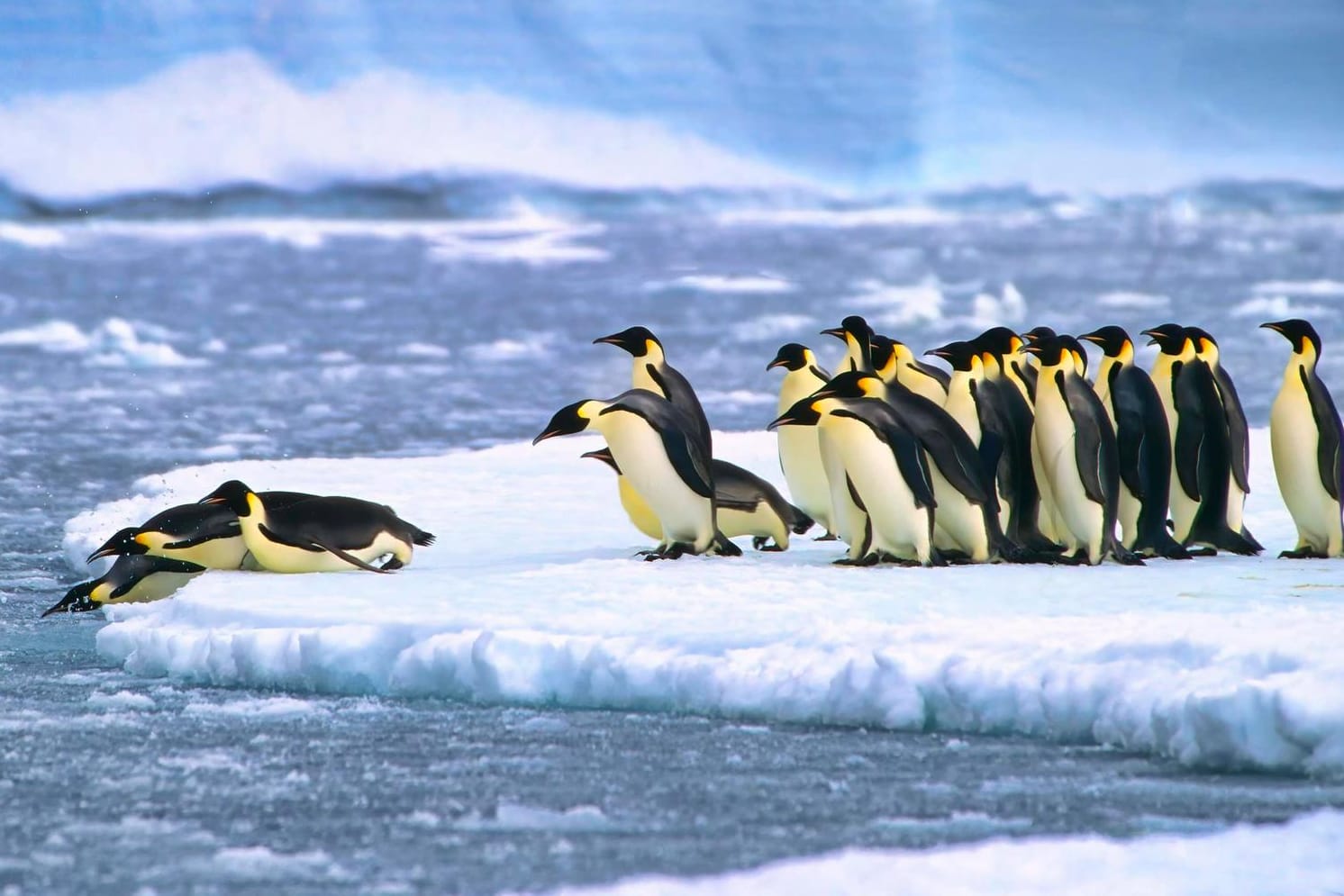 Kaiserpinguine in der Nähe der deutschen Neumayer-Antarktisstation (Symbolbild): Am Südpol ist es "heiß", zumindest deutlich wärmer als sonst.