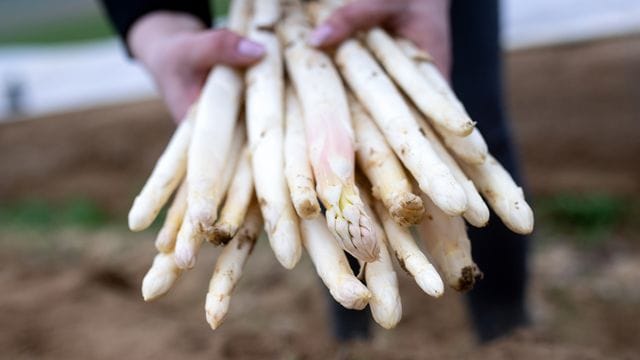 Spargelsaison vor dem Beginn Spargelsaison vor dem Beginn