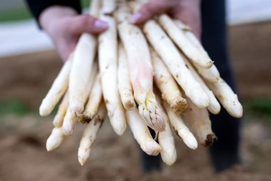 Spargelsaison vor dem Beginn