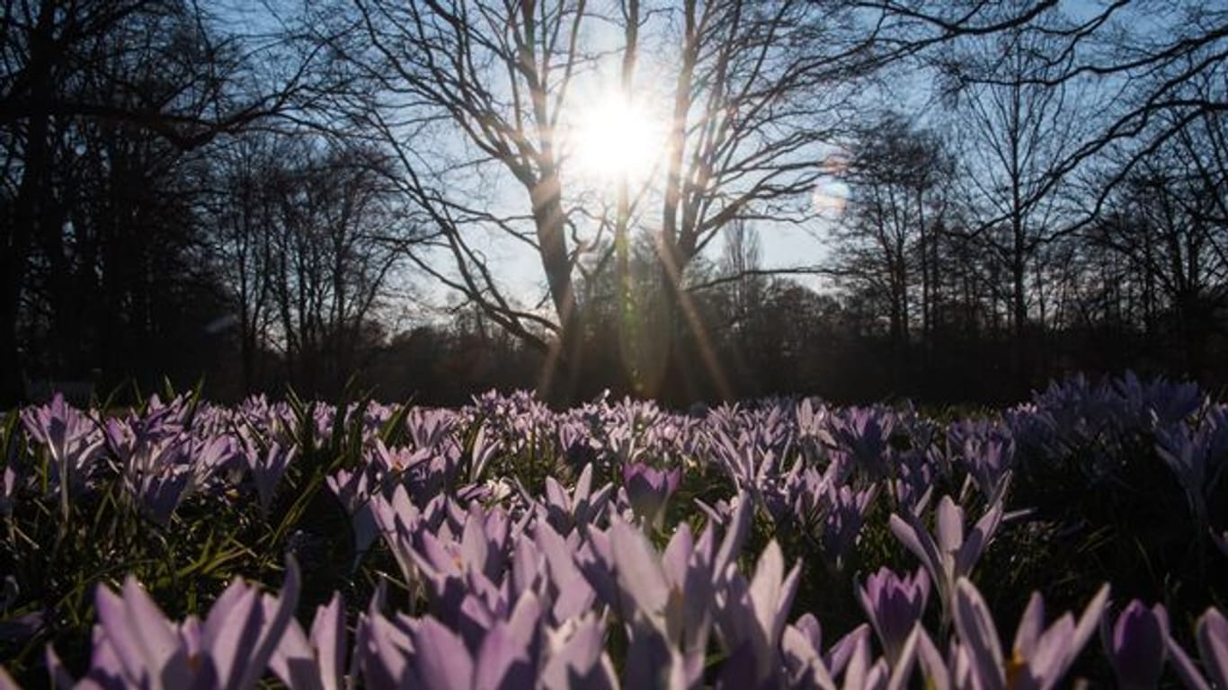 Krokusse in der Sonne