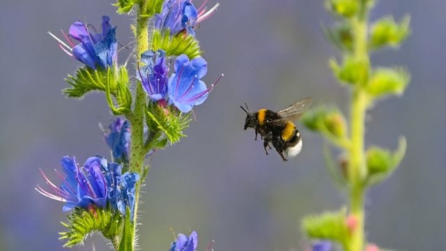 Eine Hummel ist im Anflug auf einen blühenden Gewöhnlichen Natternkopf (Echium vulgare).