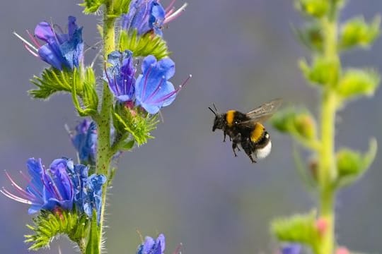 Eine Hummel ist im Anflug auf einen blühenden Gewöhnlichen Natternkopf (Echium vulgare).