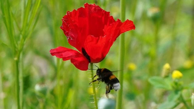 Eine Hummel fliegt an eine Blüte auf einer Wildblumenwiese im Park "Planten un Blomen".