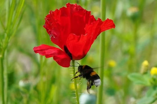 Eine Hummel fliegt an eine Blüte auf einer Wildblumenwiese im Park "Planten un Blomen".