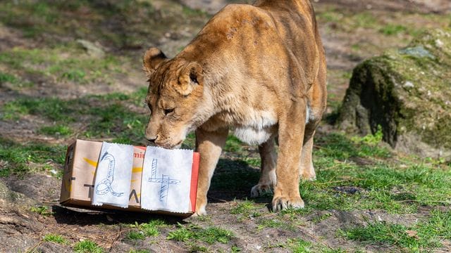 Die Löwin Zeta schnuppert an ihrem 24.