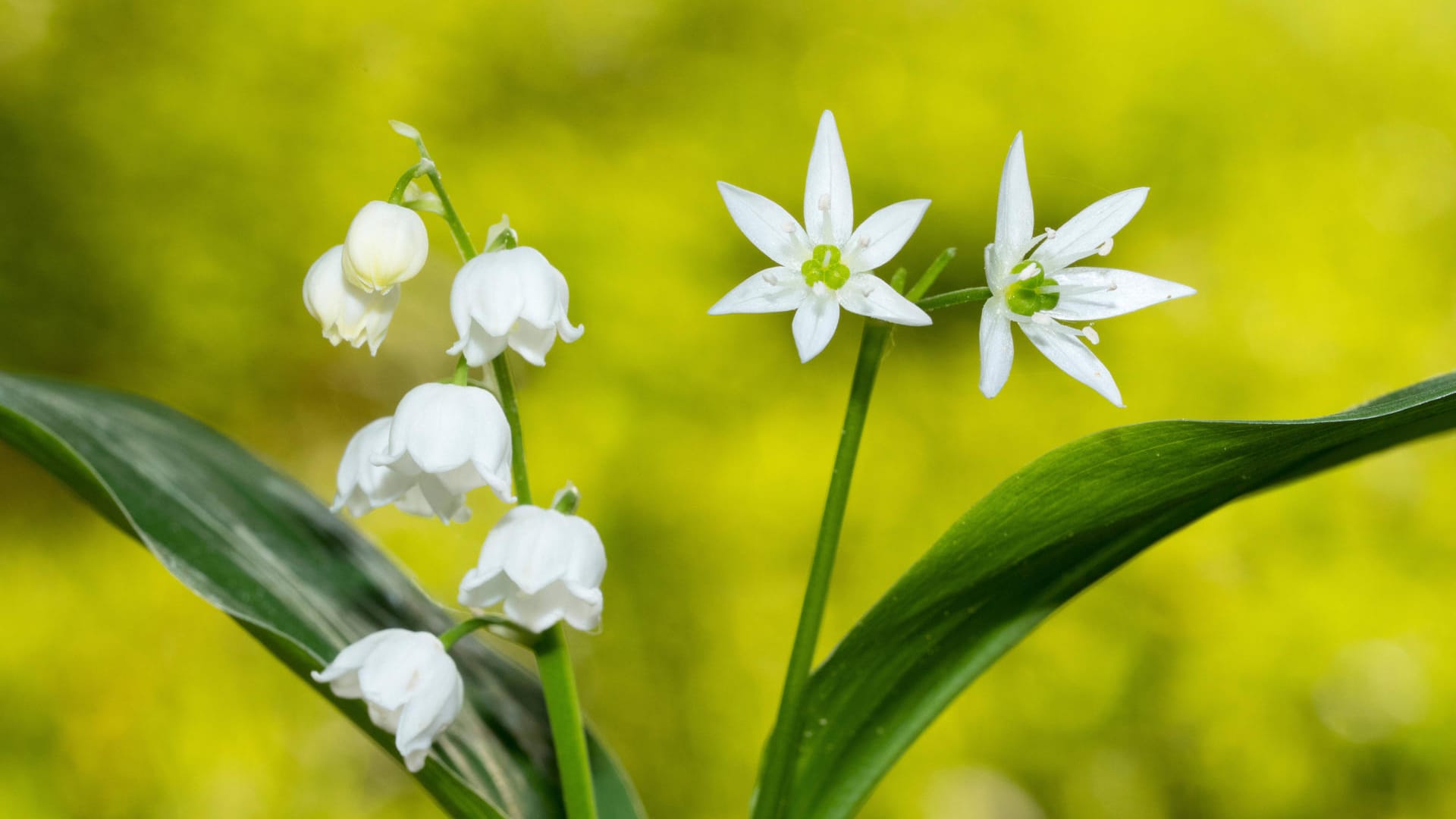 Frühblüher: An den Blüten kann man das giftige Maiglöckchen (links) und den leckeren Bärlauch (rechts) gut unterscheiden. Ihre Blätter sind sich aber zum Verwechseln ähnlich.