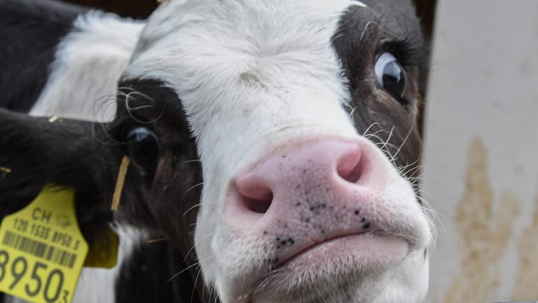 Eine Kuh mit Ohrmarke (Symbolbild): In Bayern kam es nach der Geburt eines Kalbes zu einem tödlichen Unfall.