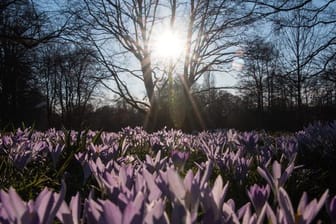 Krokusse in der Sonne