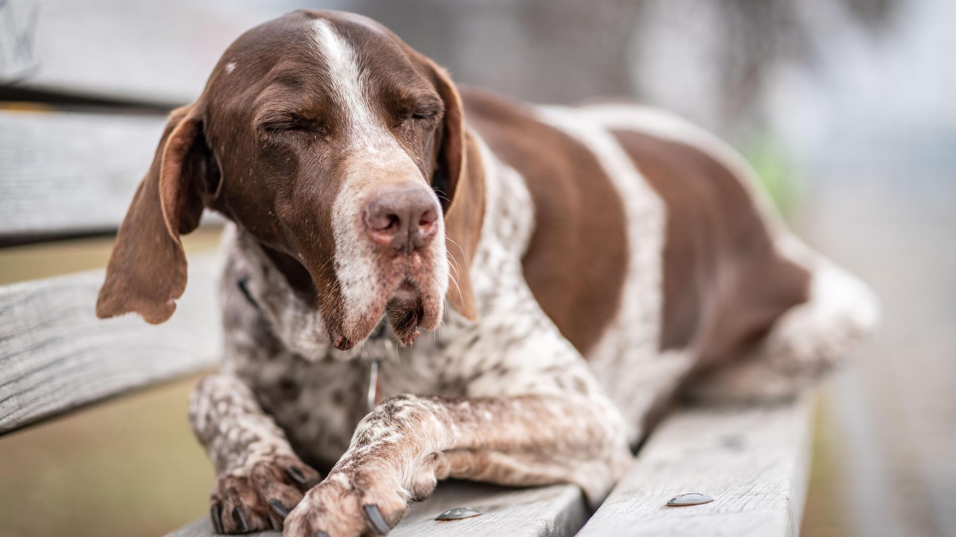 Ein alter Hund ruht sich aus: Halter sollten darauf achten, dass sich ihr Tier nicht erschreckt, wenn man es anfasst.