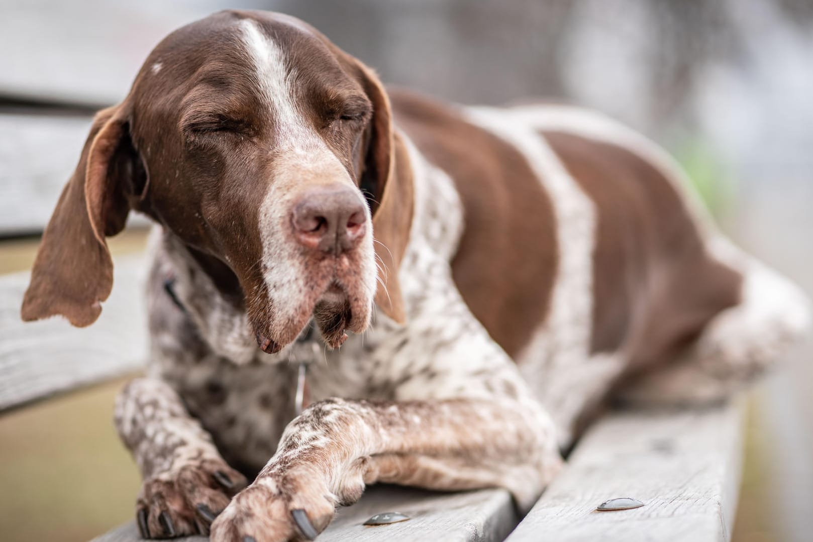 Ein alter Hund ruht sich aus: Halter sollten darauf achten, dass sich ihr Tier nicht erschreckt, wenn man es anfasst.