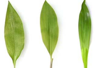 Blätter im Vergleich: Bärlauch (links), Maiglöckchen (Mitte) und Herbstzeitlose (rechts).
