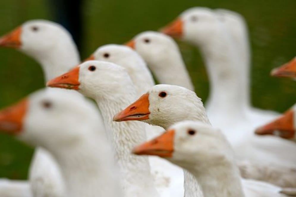 Gänse