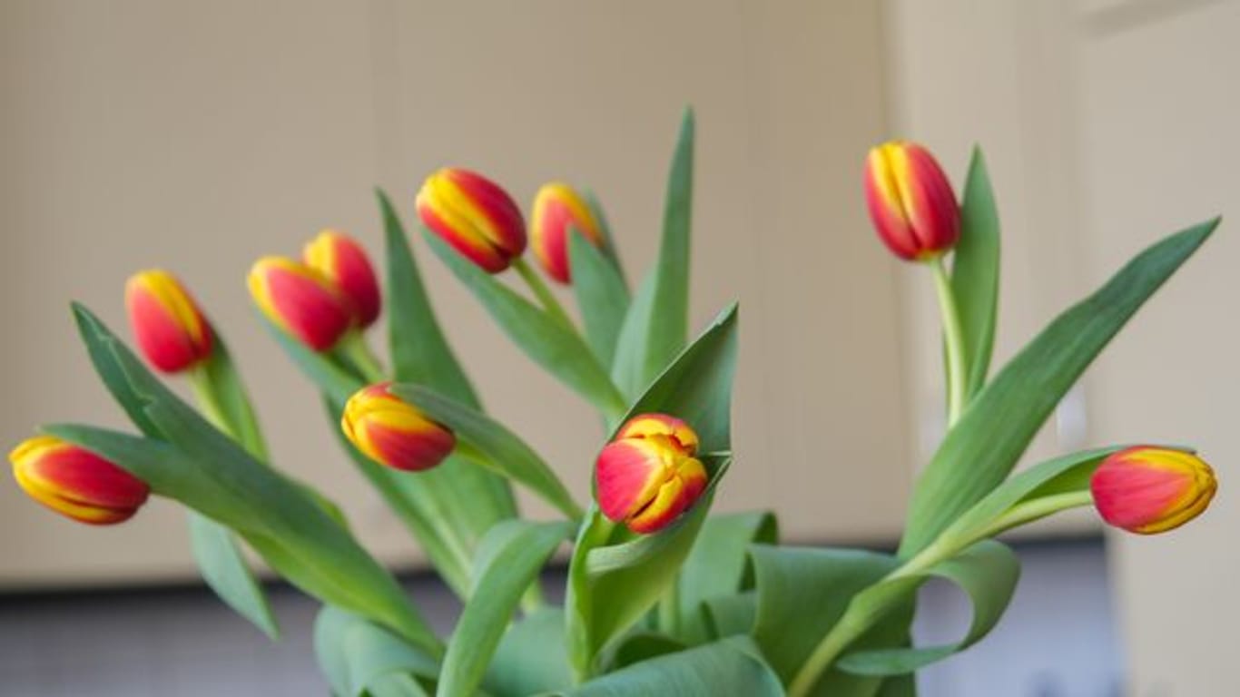 Tulpen: Sie können weiterwachsen, auch wenn sie schon in der Vase stehen.