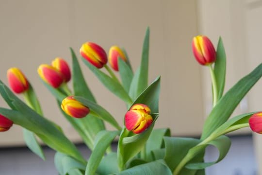 Tulpen: Sie können weiterwachsen, auch wenn sie schon in der Vase stehen.