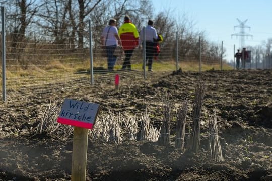 Neuer Wald in Calbe