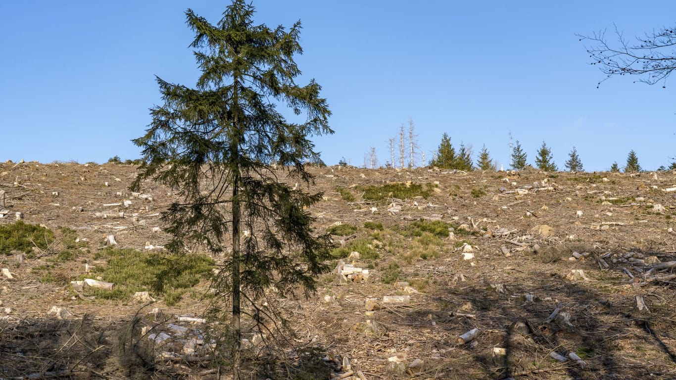 Vom Klimawandel geschädigtes Waldgebiet in Westfalen.