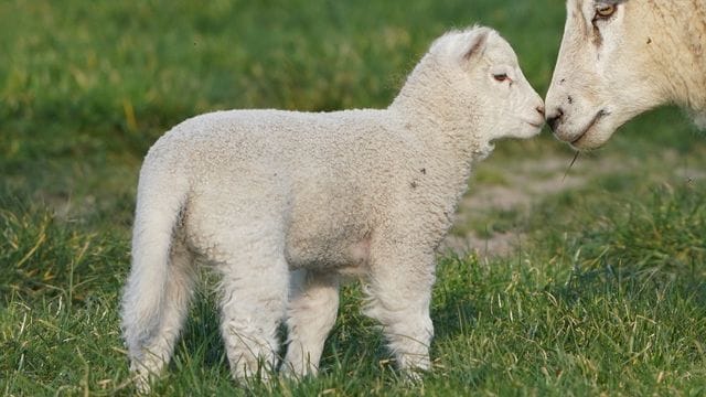 Die Osterlämmer sind da