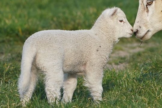 Die Osterlämmer sind da