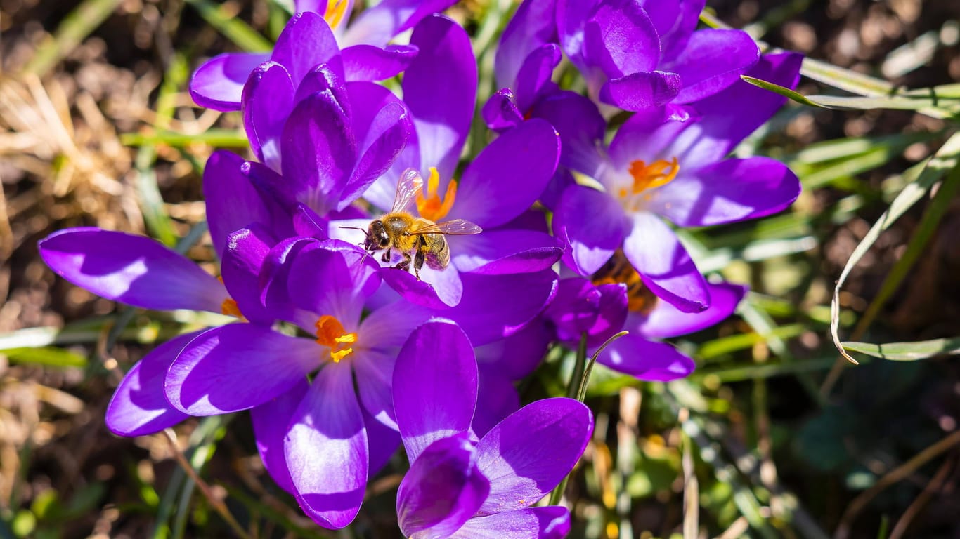 Wildbiene sitzt auf einer Krokuss-Blüte (Symbolbild): In Hamburg startet der Frühling mit viel Sonne.