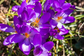 Wildbiene sitzt auf einer Krokuss-Blüte (Symbolbild): In Hamburg startet der Frühling mit viel Sonne.