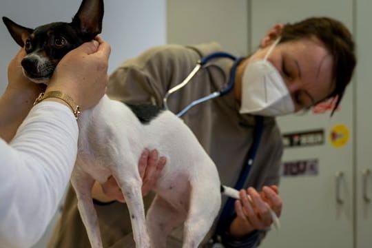 Anlaufstelle für Tiere in der Flüchtlingsunterkunft: Tierärztin Karin Elisabeth Lason (M) untersucht am Hauptterminal des ehemaligen Flughafens Berlin-Tegel den Hund Tessa.