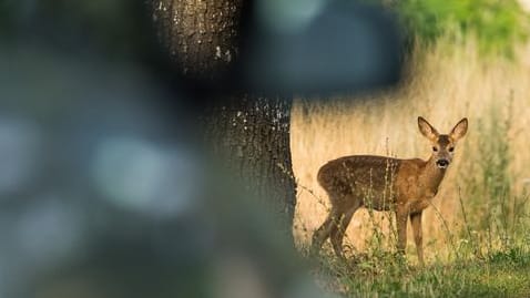 Rehlein, bleib bloß stehen: Doch nicht immer verlaufen Begegnungen mit Wildtieren harmlos.